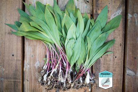 Foraging Wild Ramps (Wild Leeks): Identification and Look